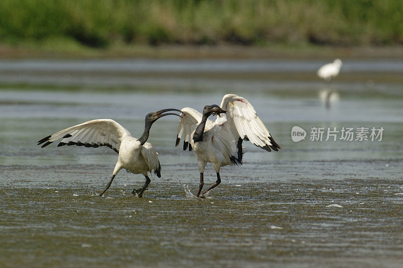 圣鹮(Threskiornis aethiopicus)